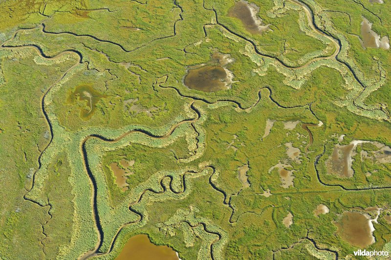 Natuurreservaat De Schorren op Texel