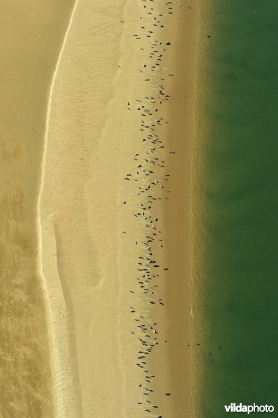 Zeehonden liggen te zonnen
