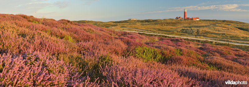 Eierlandse duinen op Texel