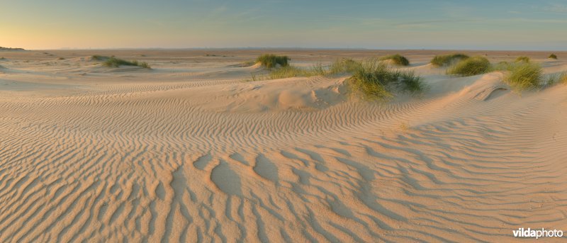 Jonge duinen in De Hors 
