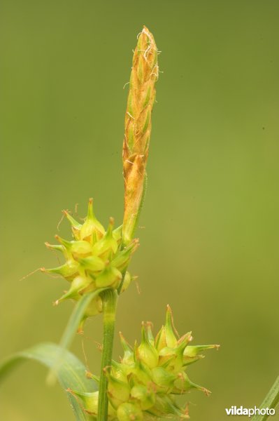 Geelgroene zegge