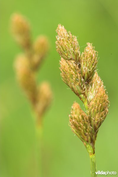 Hazenzegge