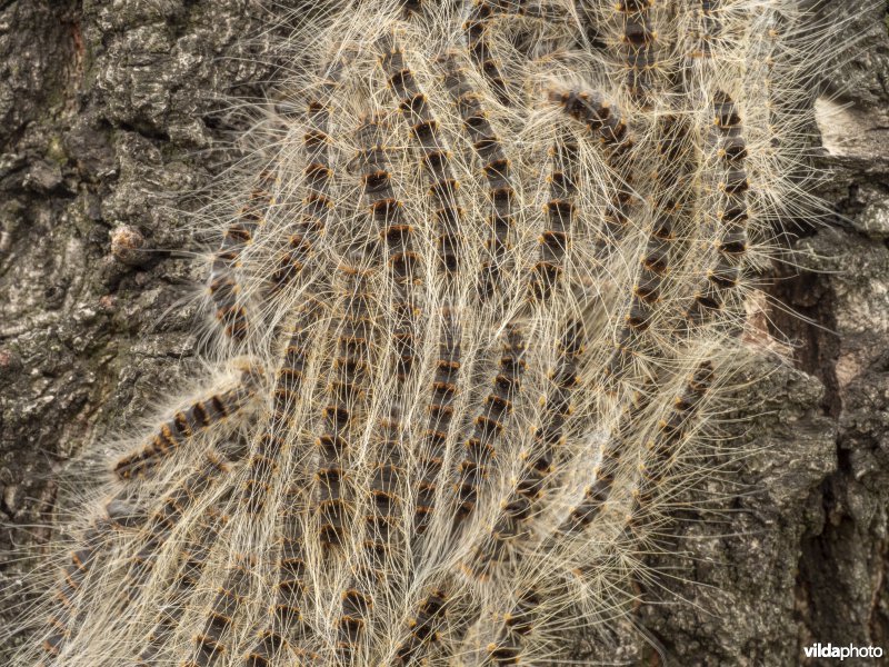 Nest van Eikenprocessierups