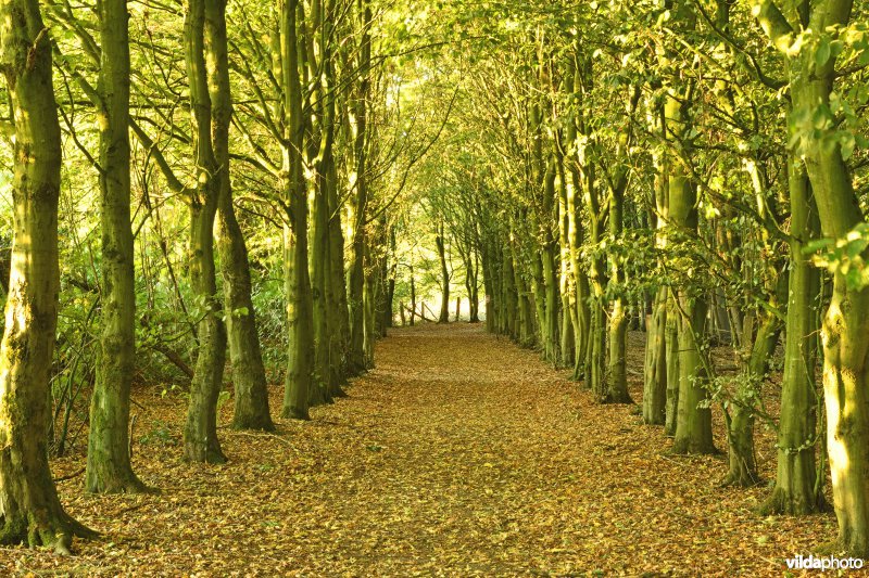 Natuurreservaat Het Eeuwenhout