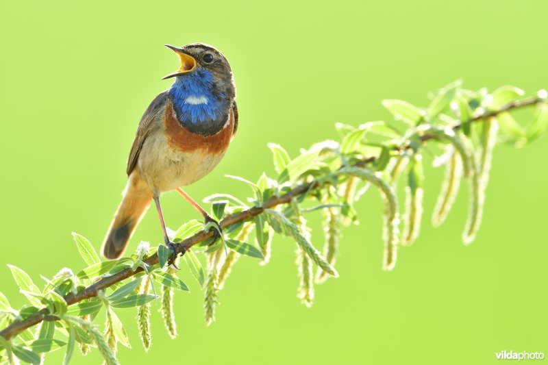 Blauwborst