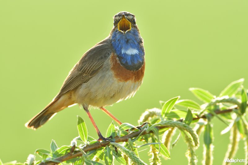 Blauwborst