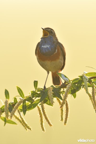Blauwborst