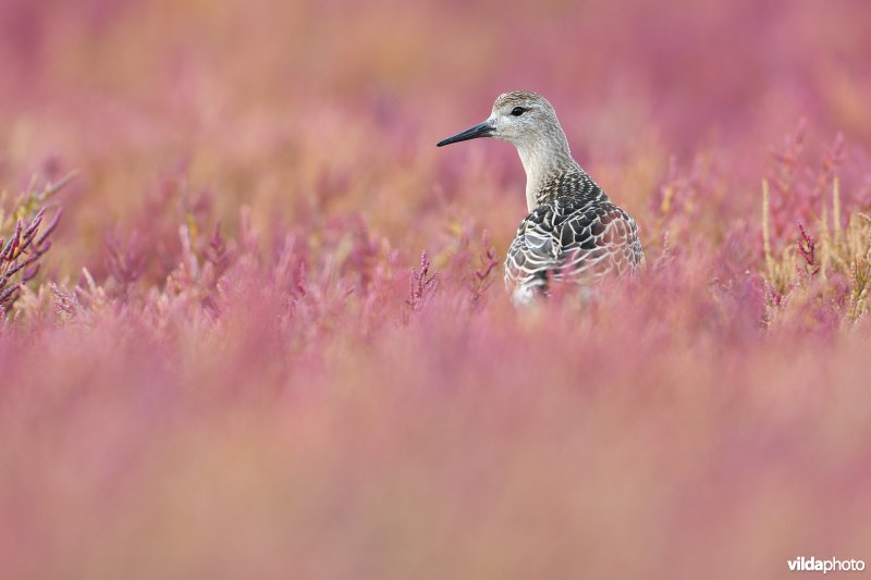 Kemphaan tussen herfstige Zeekraal