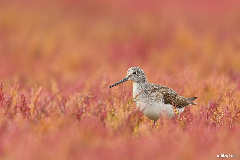 Groenpootruiter tussen herfstige Zeekraal