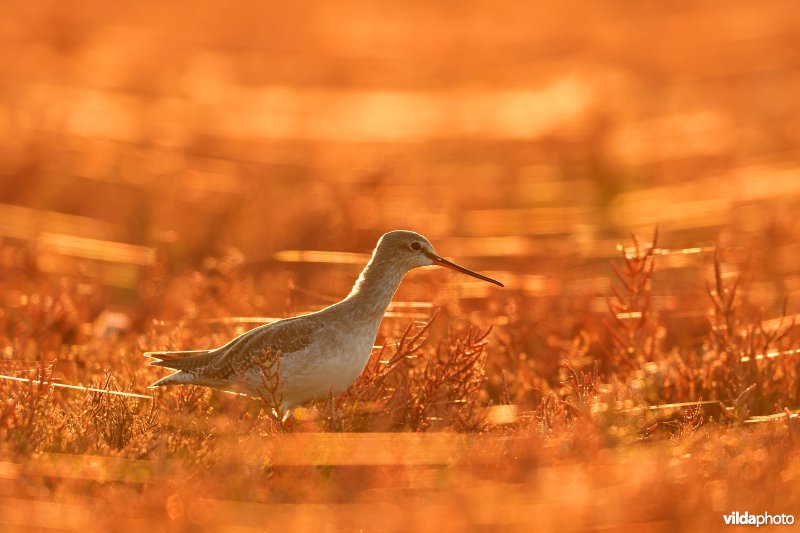 Zwarte ruiter tussen herfstige Zeekraal