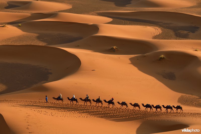 Kamelentrek in de woestijn