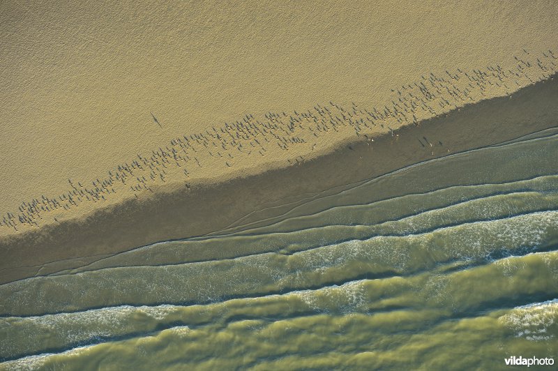 Scholeksters op het strand