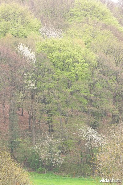 Bosreservaat Veursbos in de Voeren