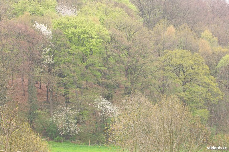 Bosreservaat Veursbos in de Voeren