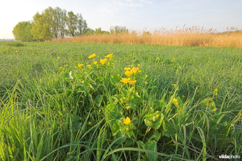 Dotterbloem hooiland in de Scheldevallei