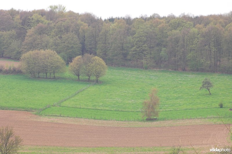 Zicht op het bosreservaat Vrouwenbos