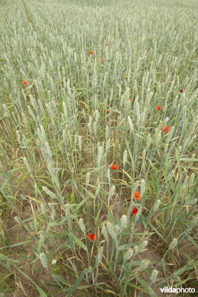Akker met tarwe en klaproos