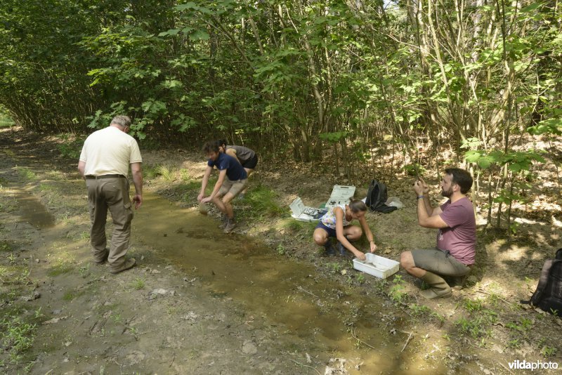 Kopschildkreeftjes zoeken in een karrenspoor