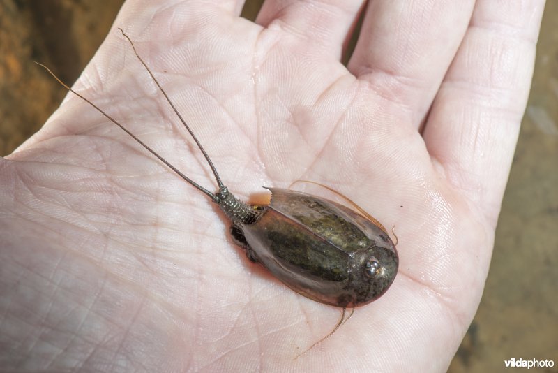 Kopschildkreeftje op een hand