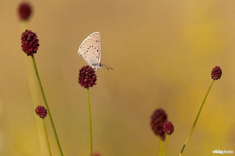 Pimpernelblauwtje