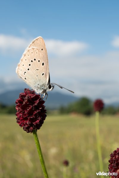 Pimpernelblauwtje