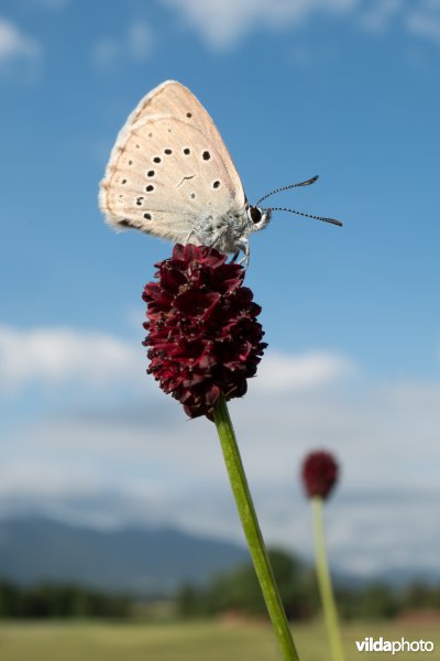 Pimpernelblauwtje
