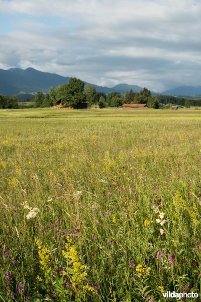 Pimpernelblauwtje in grasland