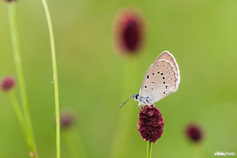 Pimpernelblauwtje