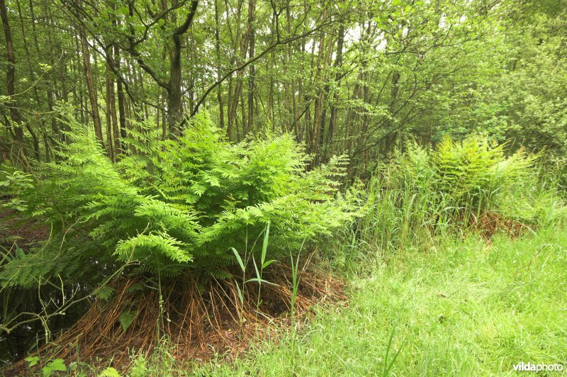 Koningsvaren in Coolhembos