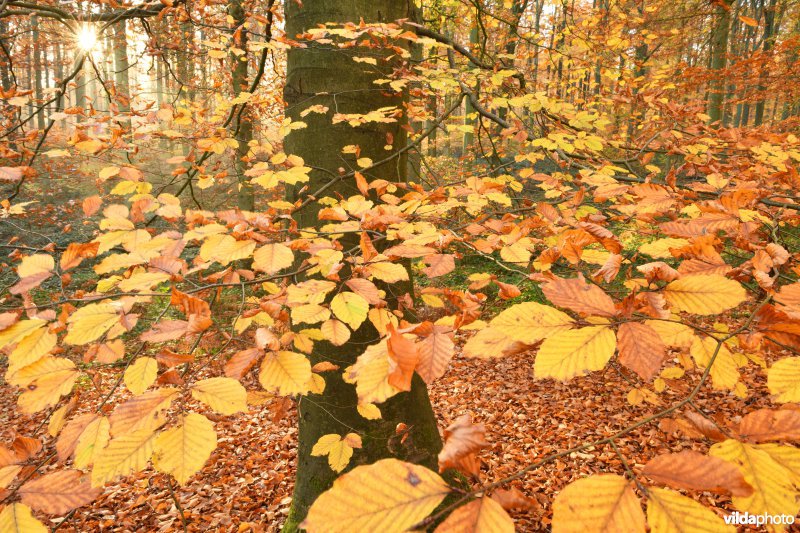 Herfstbladeren in het Zoniënwoud