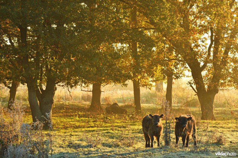 Galloway in de Demerbroeken