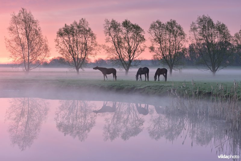 Poel in de potpolder van Tielrode