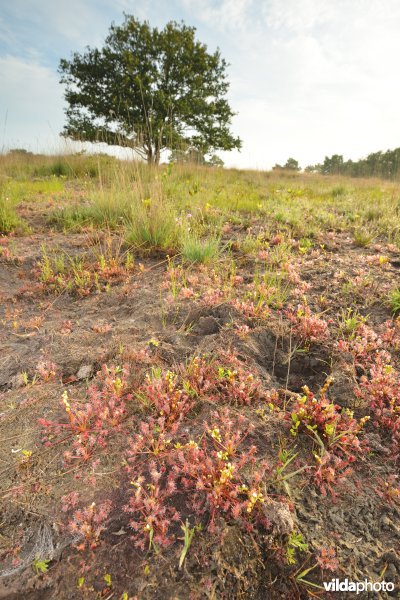 Zonnedauw in het Hageven op een plagplek