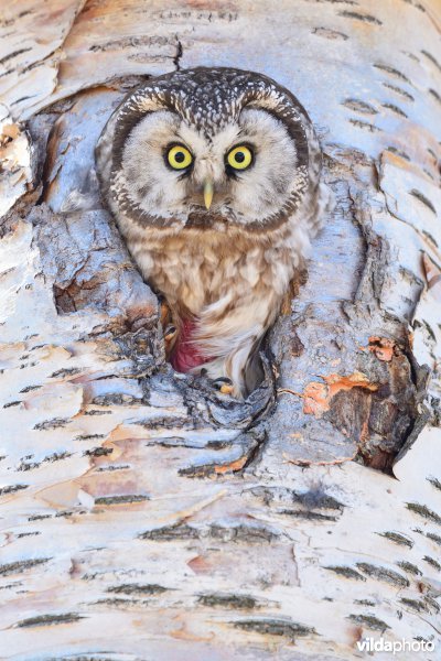 Ruigpootuil met broedvlek