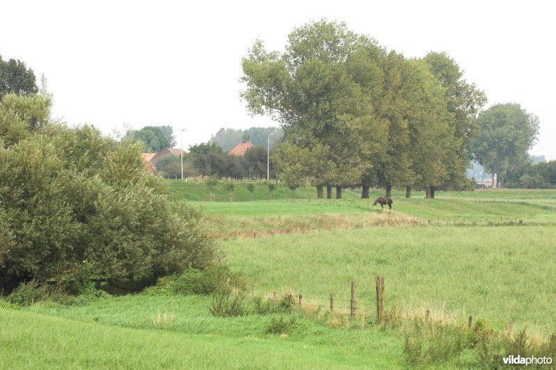 Maasuiterwaarden