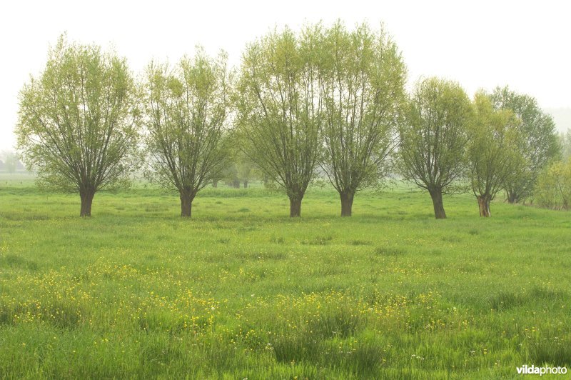 Knotwilgen in de Langemeersen