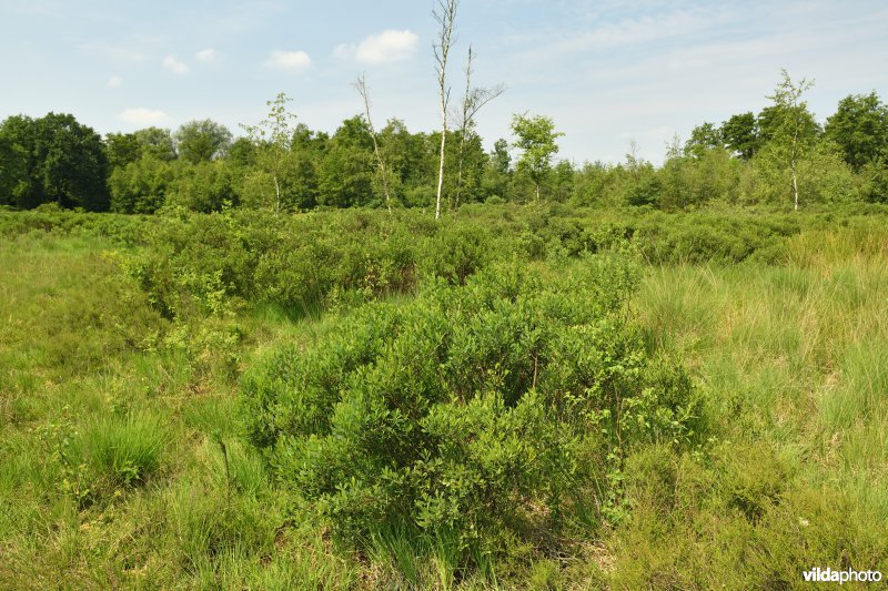 Olens Broek - Langendonk