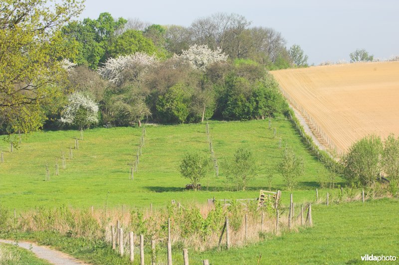 Natuurgebied Stasveld