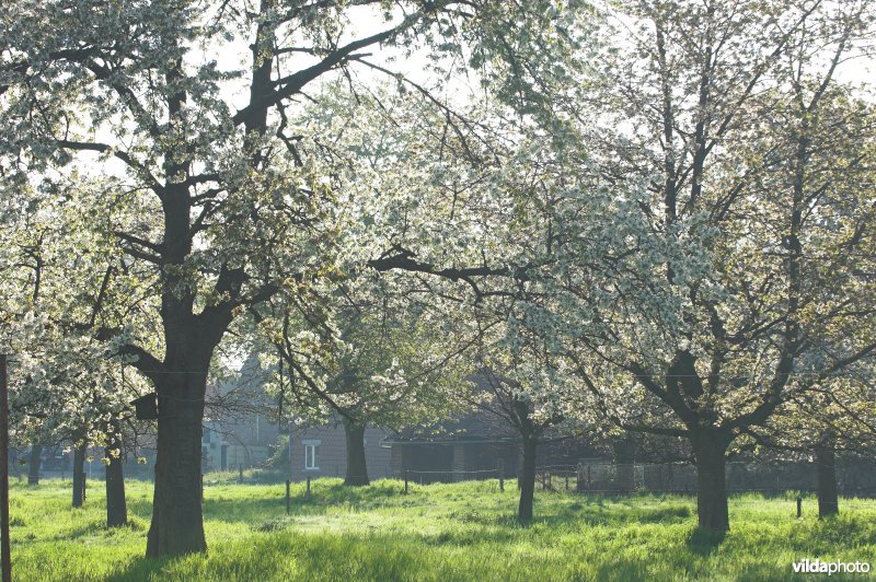 Fruitbomen rond Mettekoven