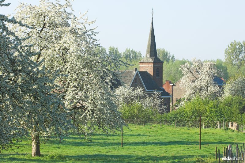 Fruitbomen rond Mettekoven