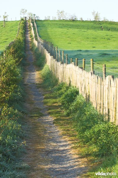 Wandelpaadje doorheen het reservaat Knoppel