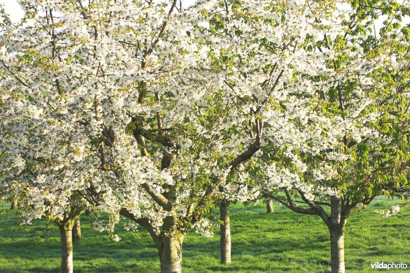 Fruitbomen in Mettekoven