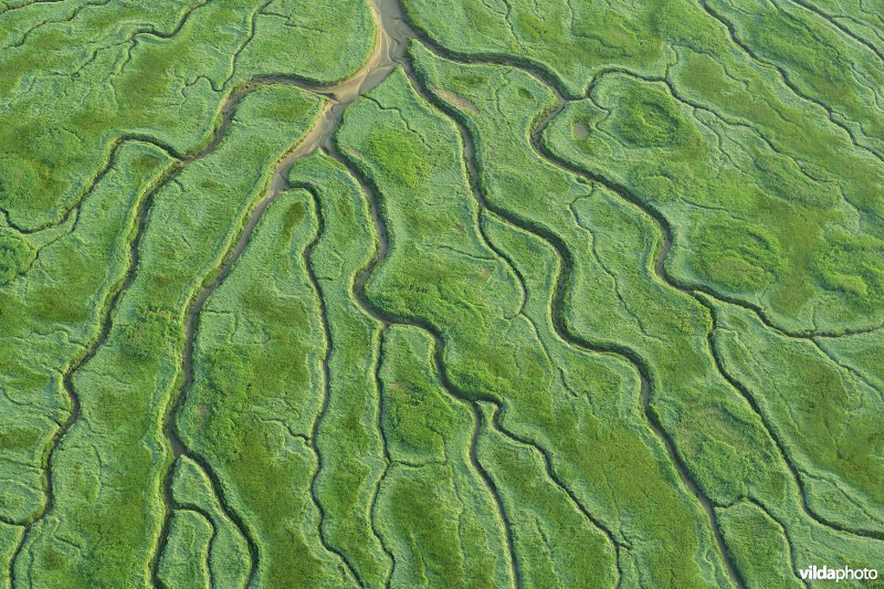 Het Verdronken land van Saeftinge