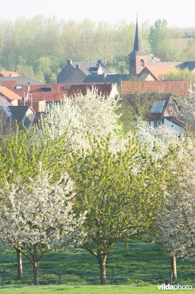 Fruitbomen rond Mettekoven