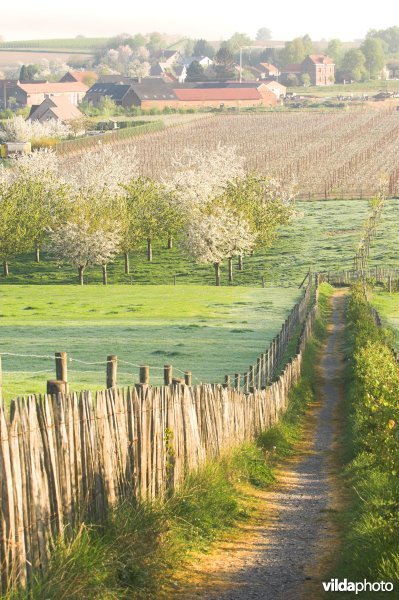 Wandelpaadje doorheen het reservaat Knoppel