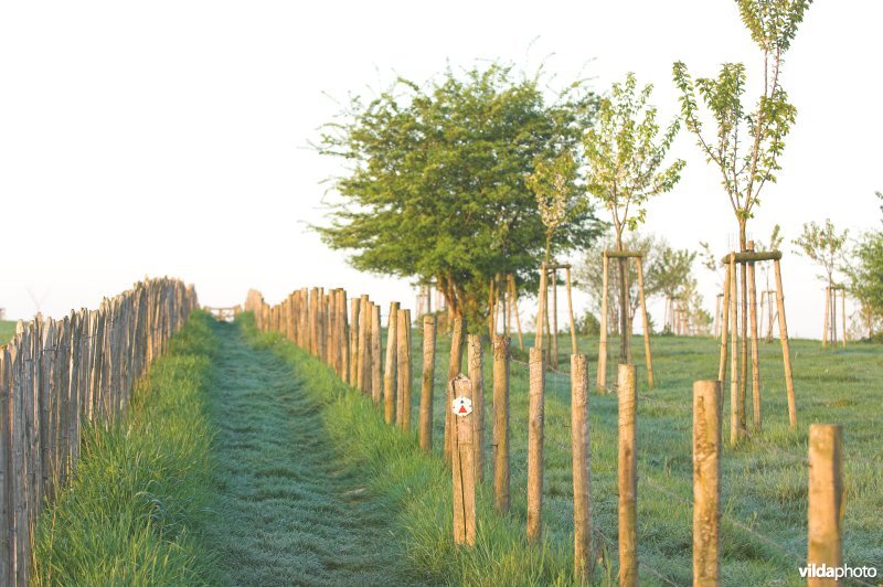 Wandelpaadje doorheen het reservaat Knoppel