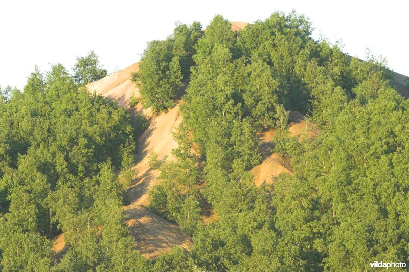 Slakkenberg van Hasard