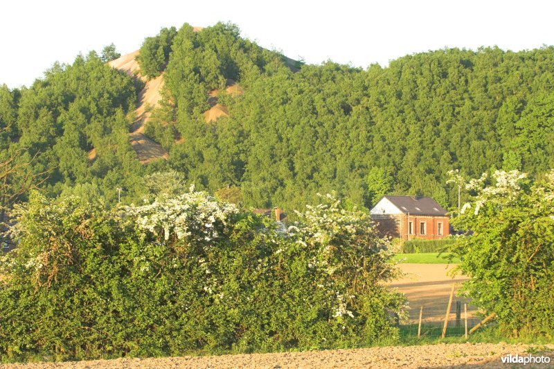 Terril van Hasard en omgeving