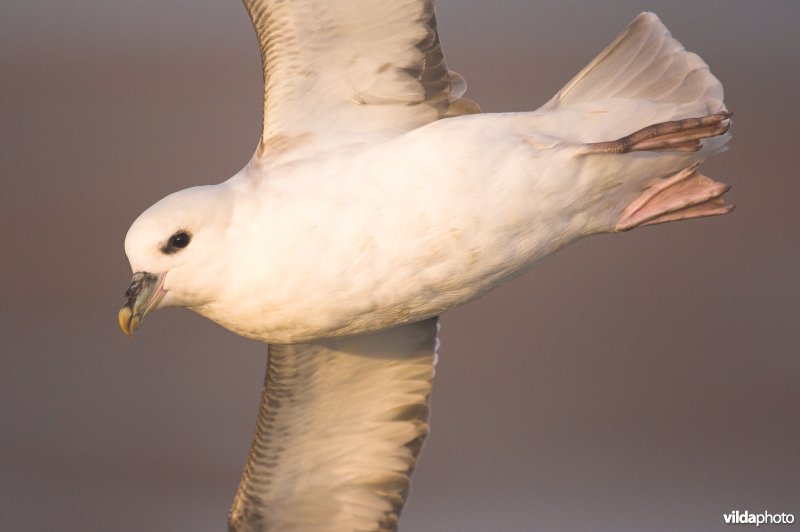 Vliegende Noordse stormvogel