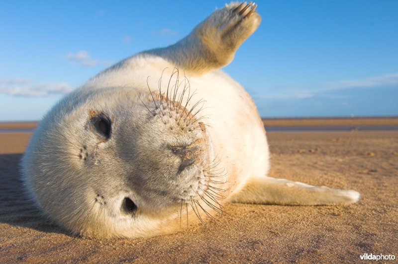 Pup van Grijze zeehond